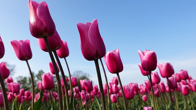 rozkvitnuté tulipány